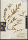 Foto von Salix pycnostachya Andersson